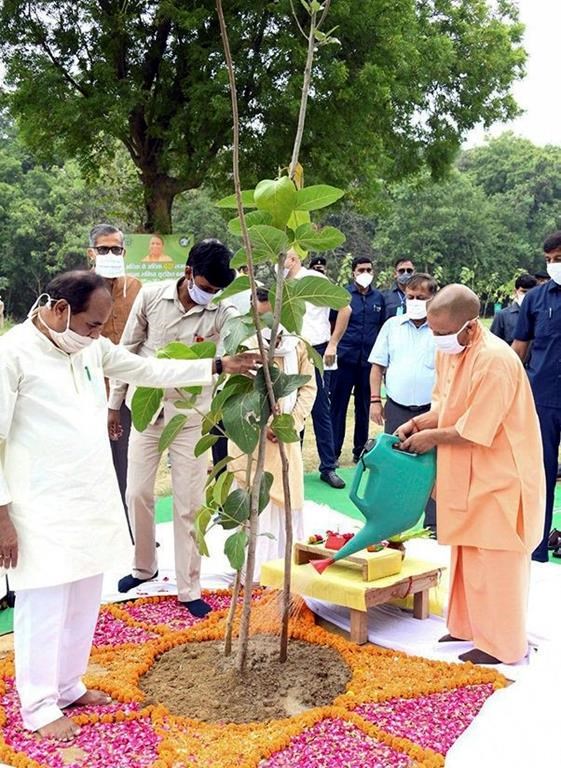 Indians keep their distance in mass tree planting campaign