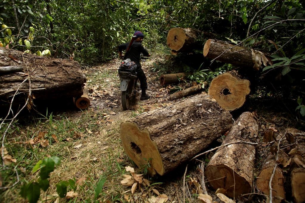 Amazon Indigenous group patrols to expel invading loggers