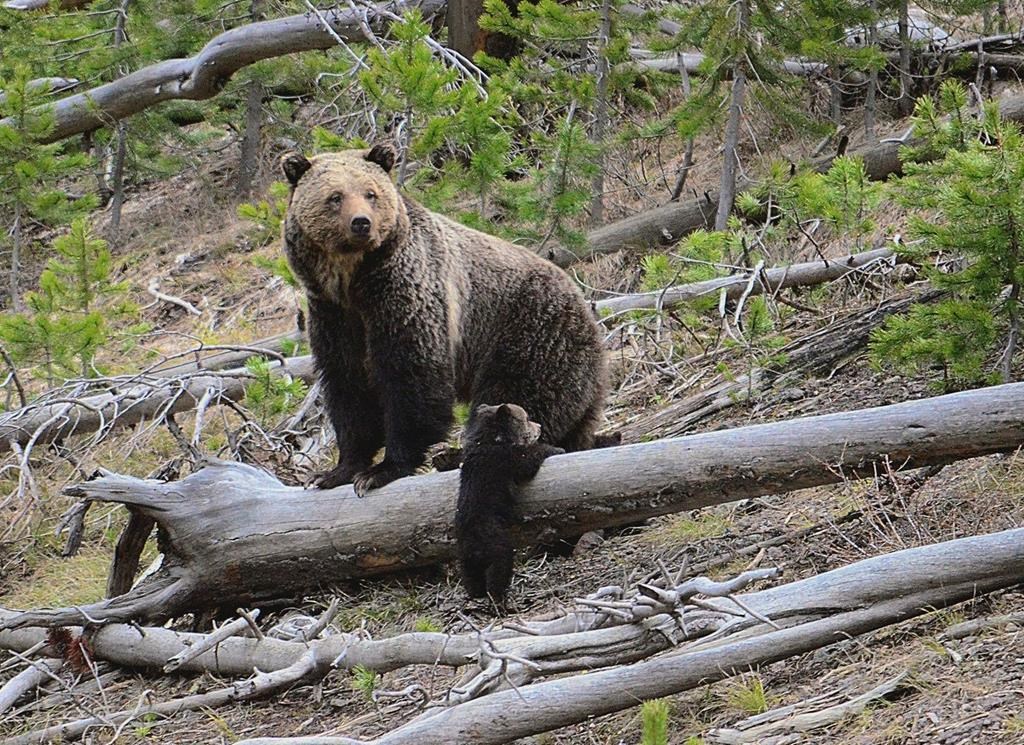 Different grizzly bears behind two attacks in Alberta foothills ...