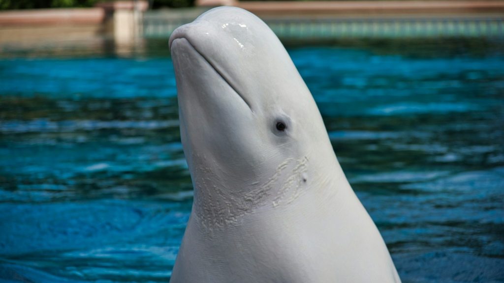 Two more belugas dead at Marineland, 17 total whale deaths since 2019