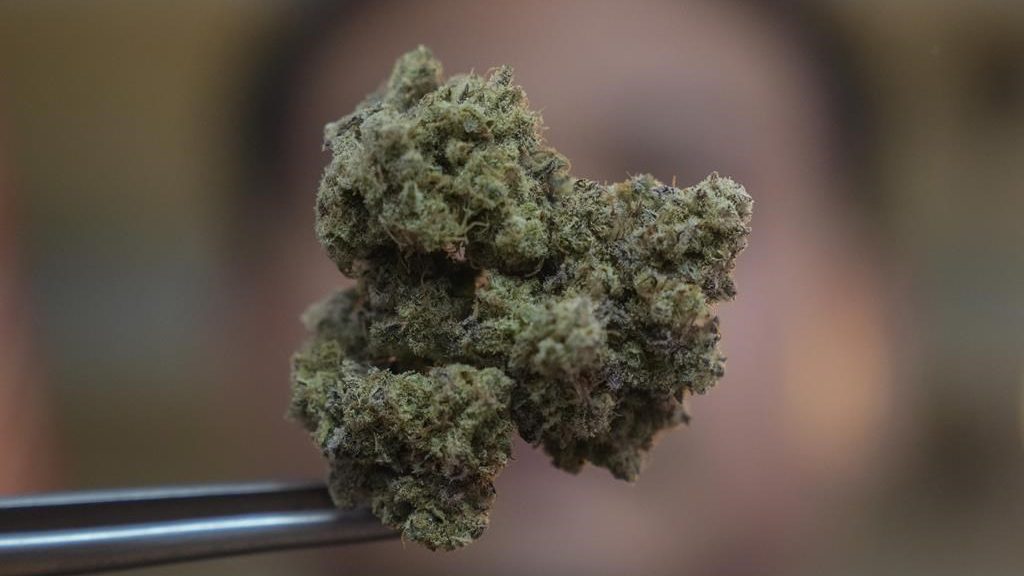 Dangers of cannabis consumption for pets
