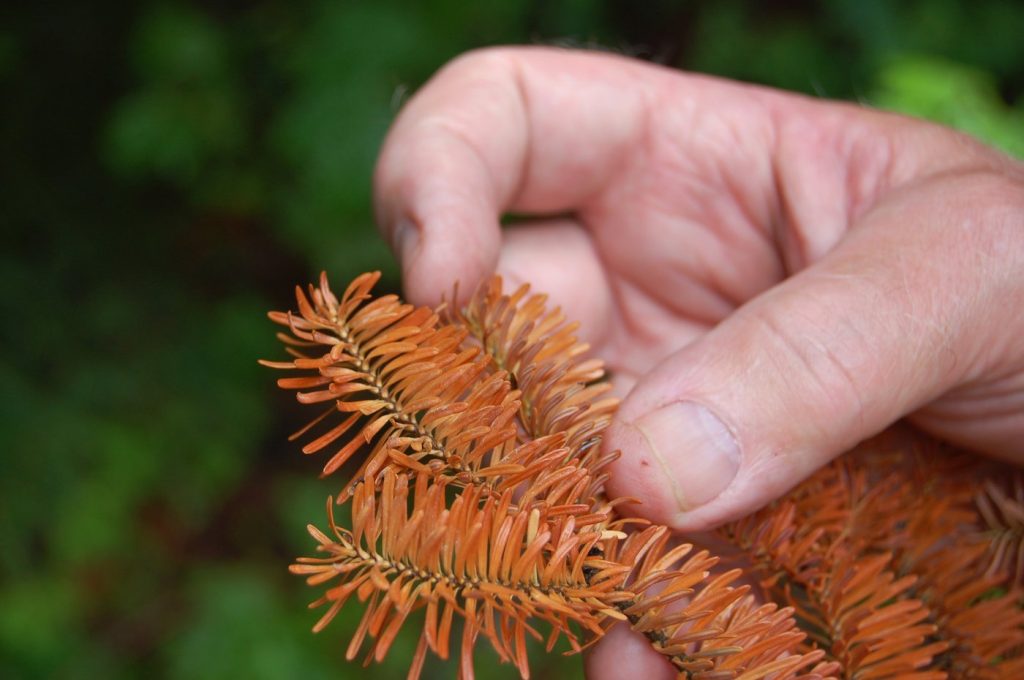 Drought, heat threaten future of balsam firs popular as Christmas trees