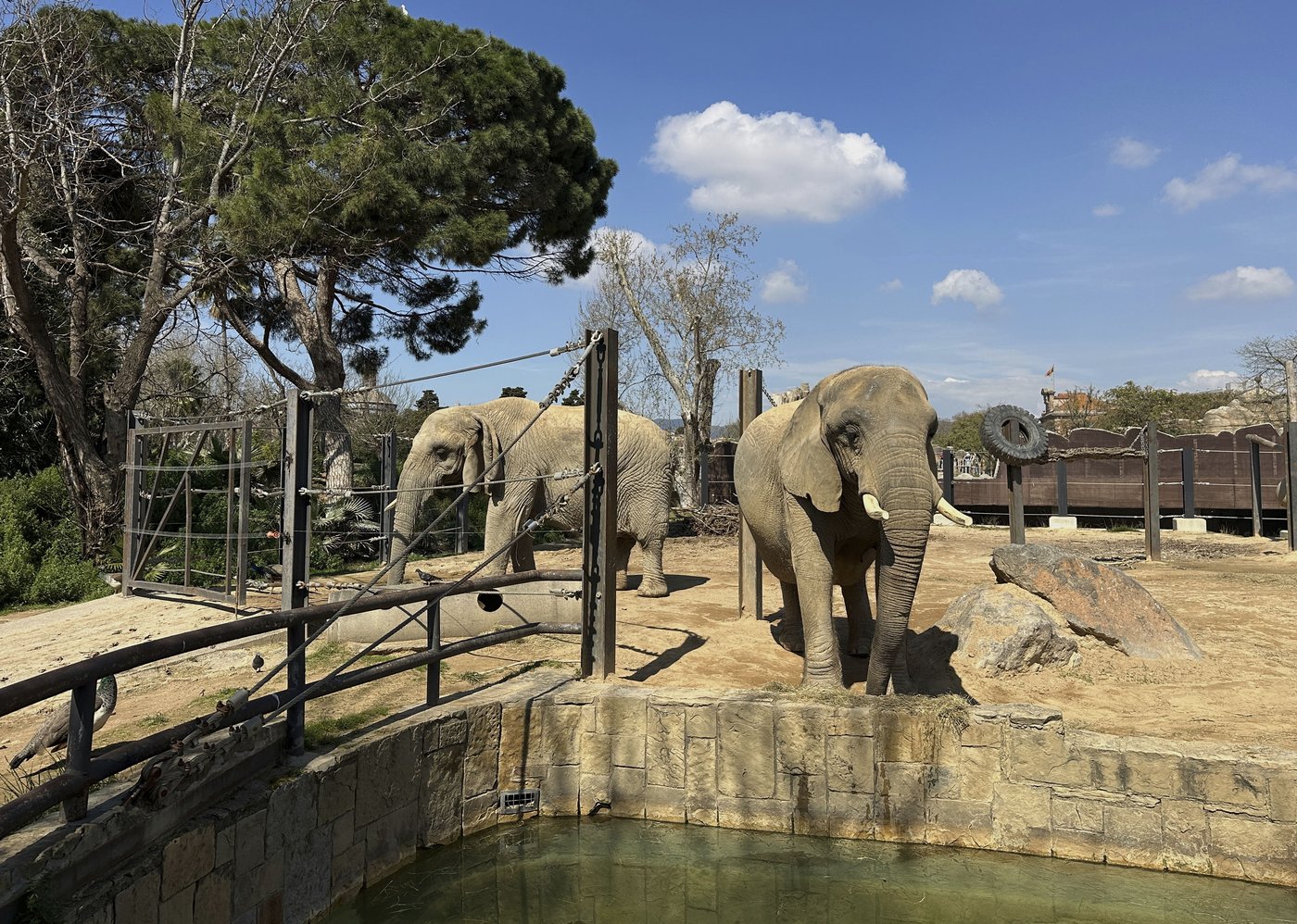 Assisted living isn’t just for people. A zoo in Spain helps elderly elephants age gracefully
