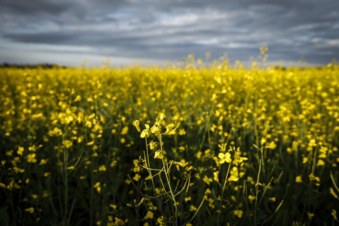 Alberta canola farmers hopeful for deal on tariffs as PM Carney visits China