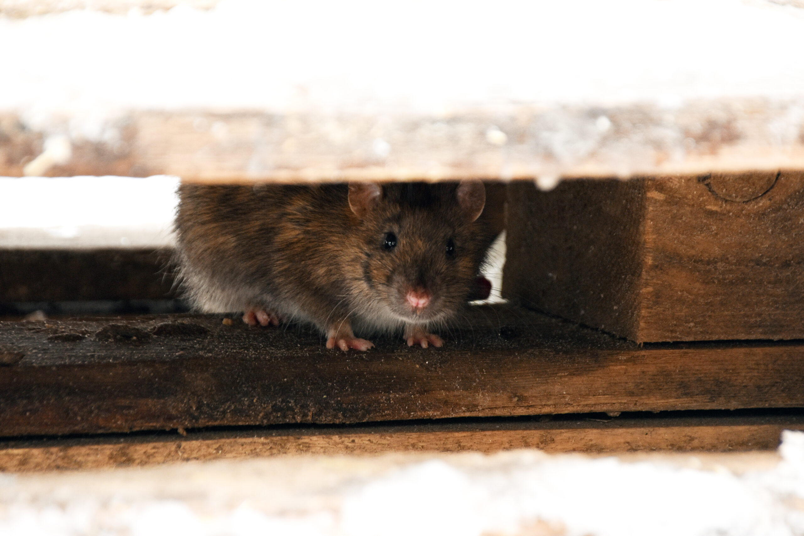 What Canadians need to know about hantavirus