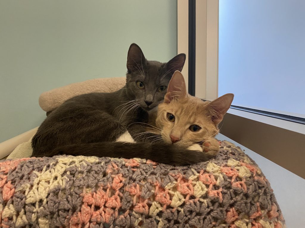 a grey kitten and orange kitten