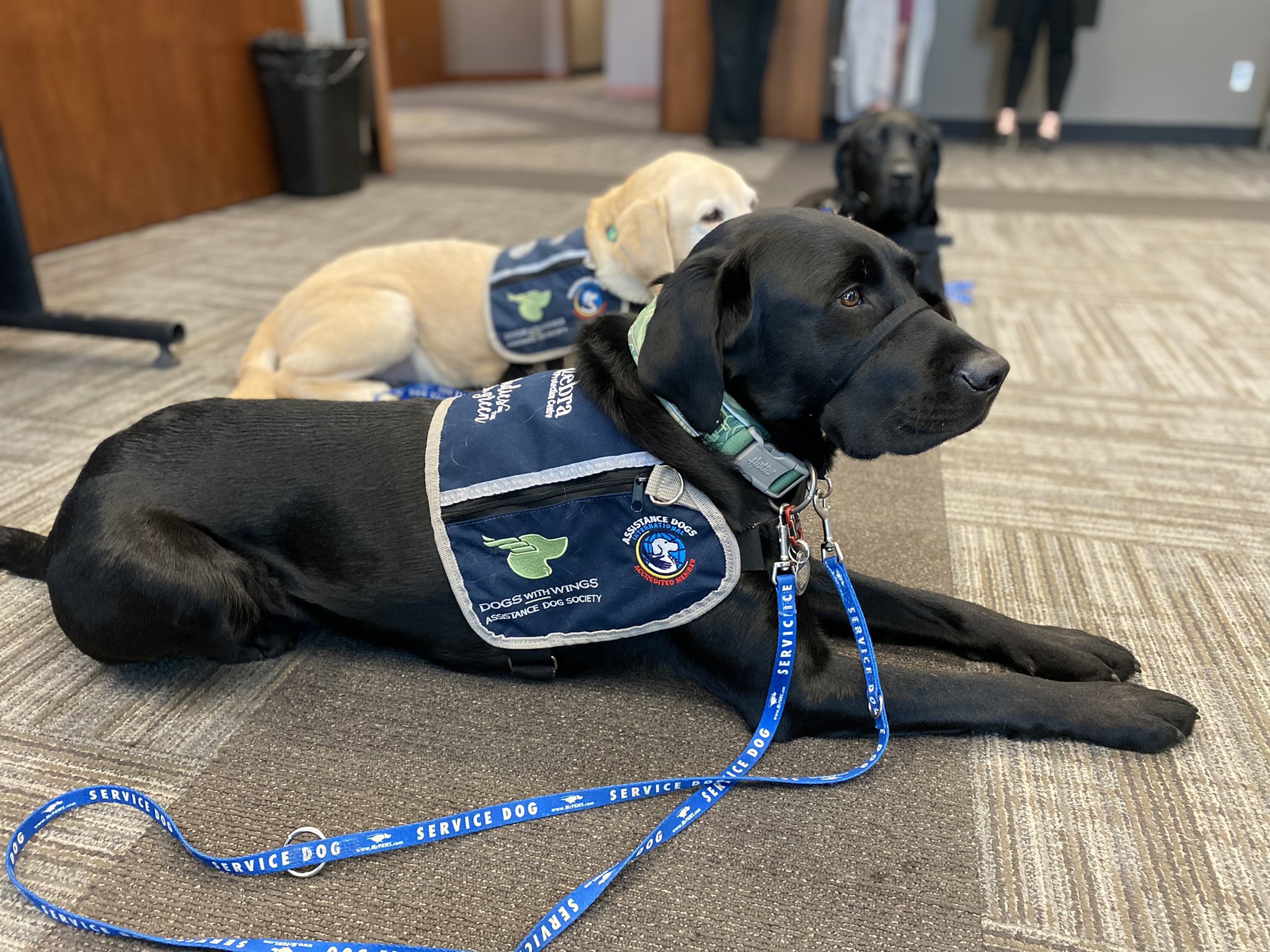 Edmonton children at Zebra Centre get help from facility dogs