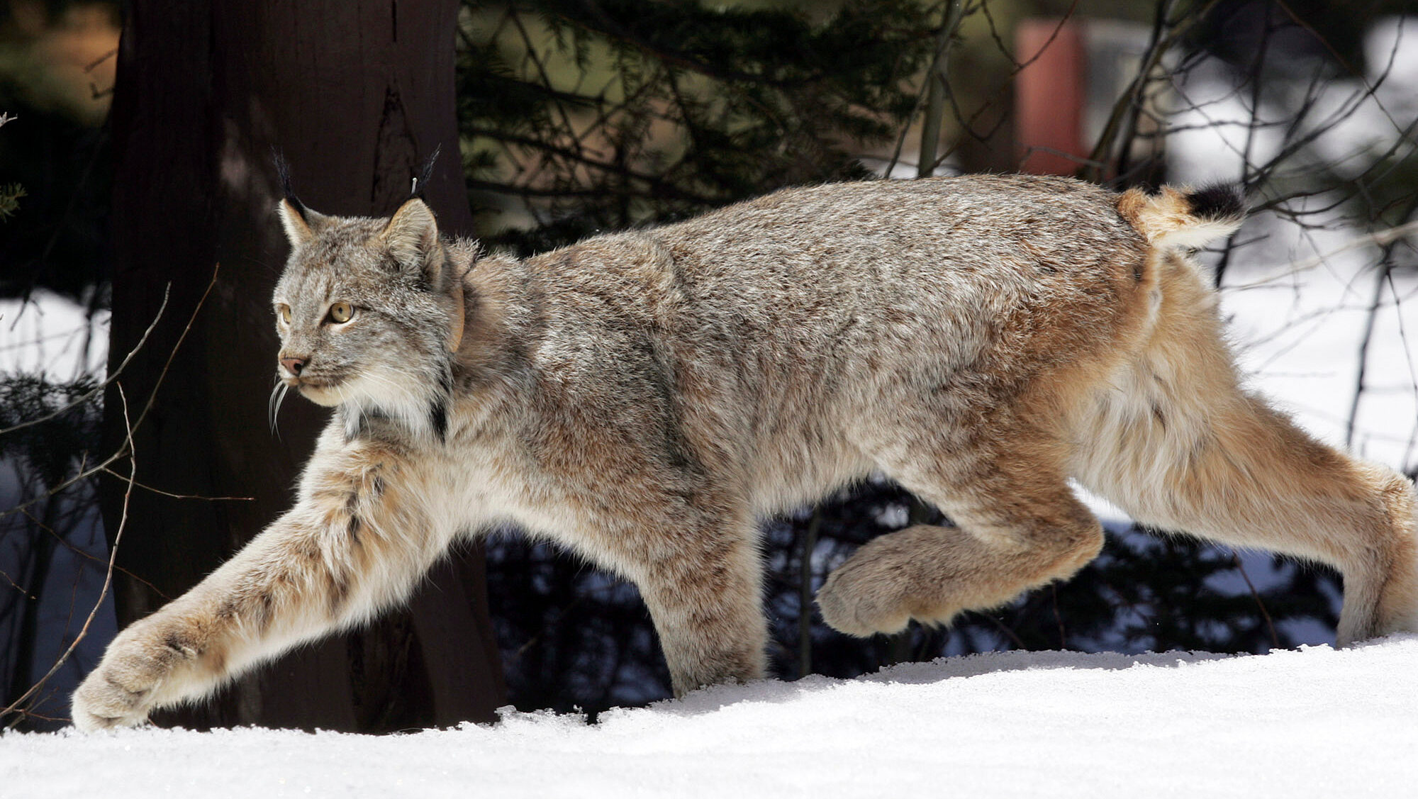 Illegal cougar, lynx hunting in Alberta: 8 people plead guilty