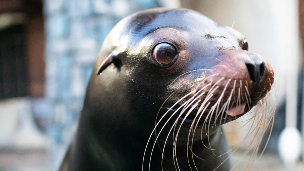 A sea lion that passed away at 30 at The Sea Lion Rocks.