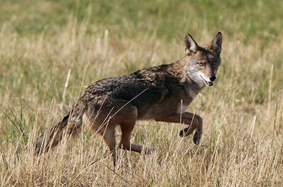 Edmonton in talks about using plastic bullets to combat aggressive coyotes in the city