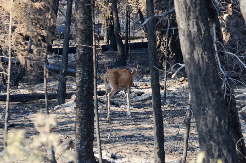 Some animals escaped Jasper wildfire, others were not as lucky: wildlife rescue