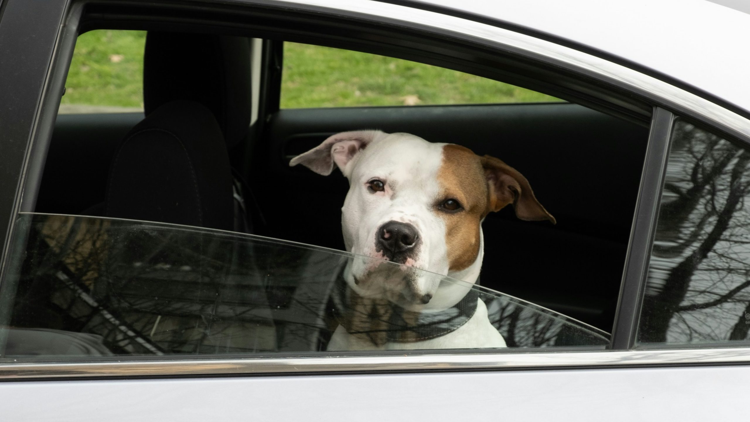 Edmonton fire crews respond to 30 calls about kids, pets left in cars in 7 days
