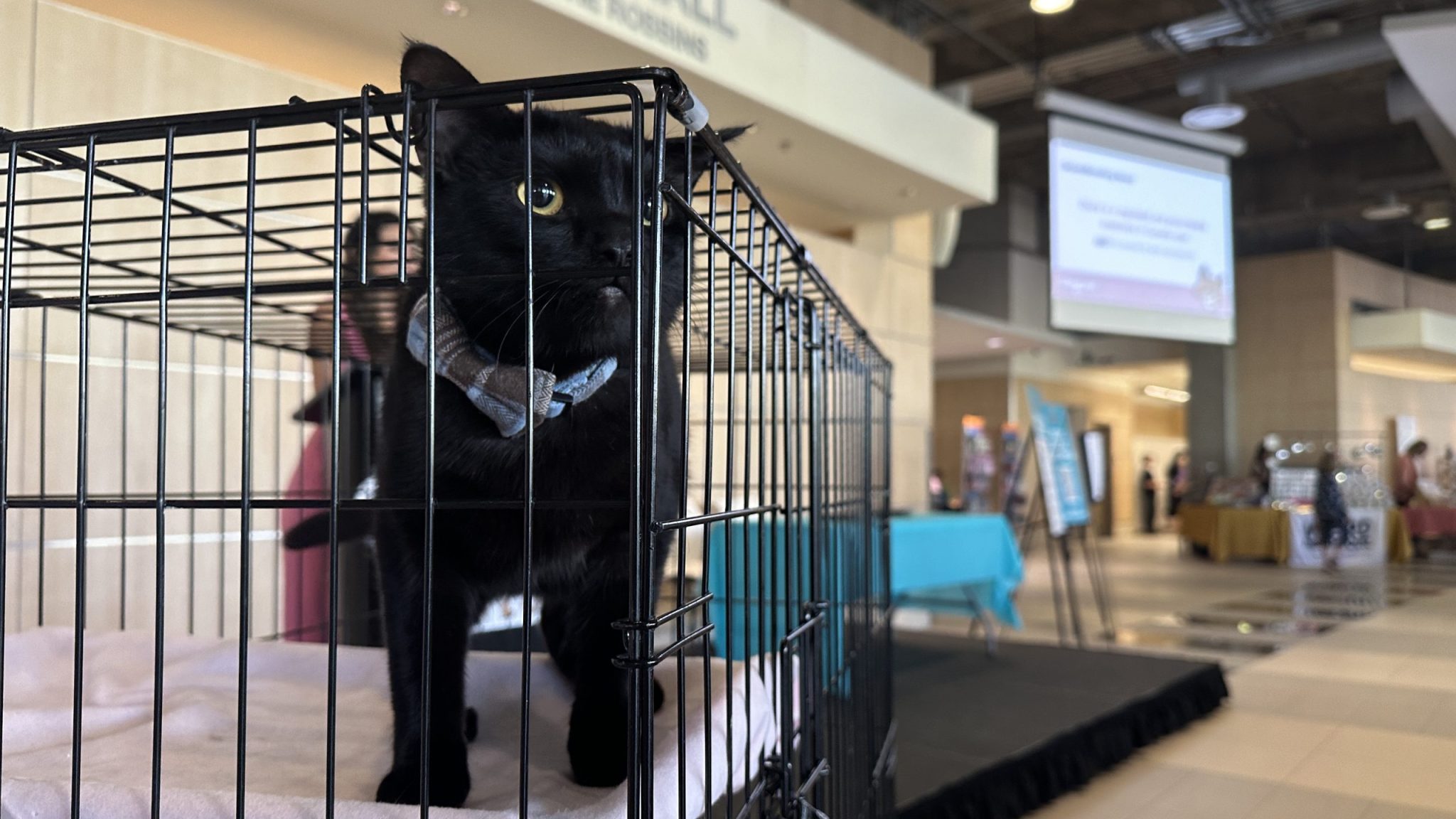 10th annual Edmonton International Cat Festival