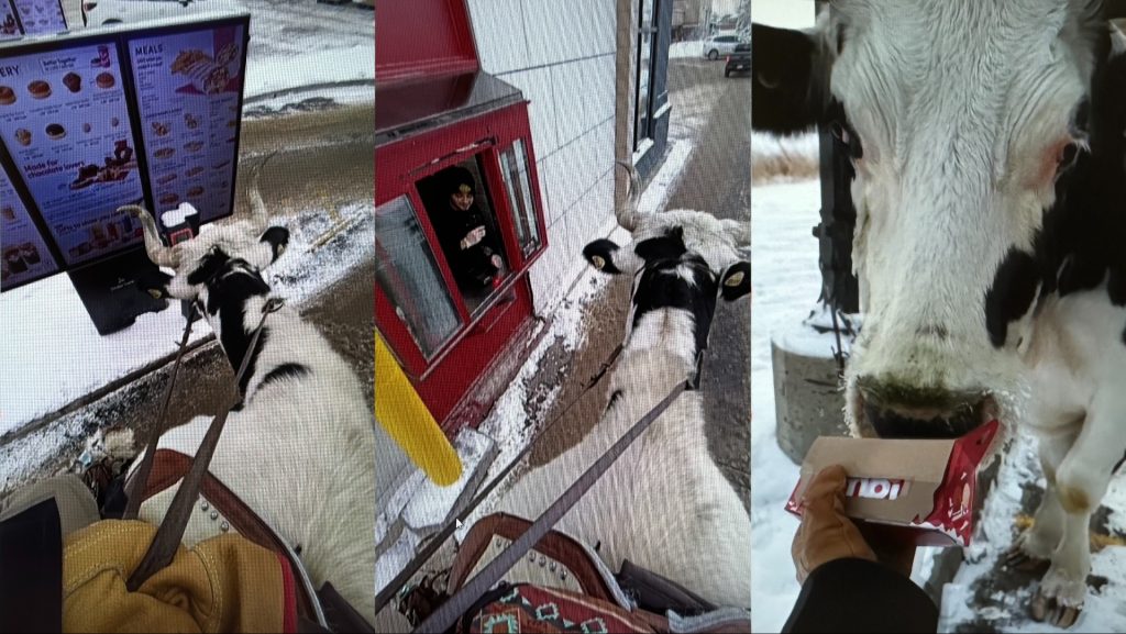 Steer goes viral after walking through Tim Horton's drive thru in central Alberta