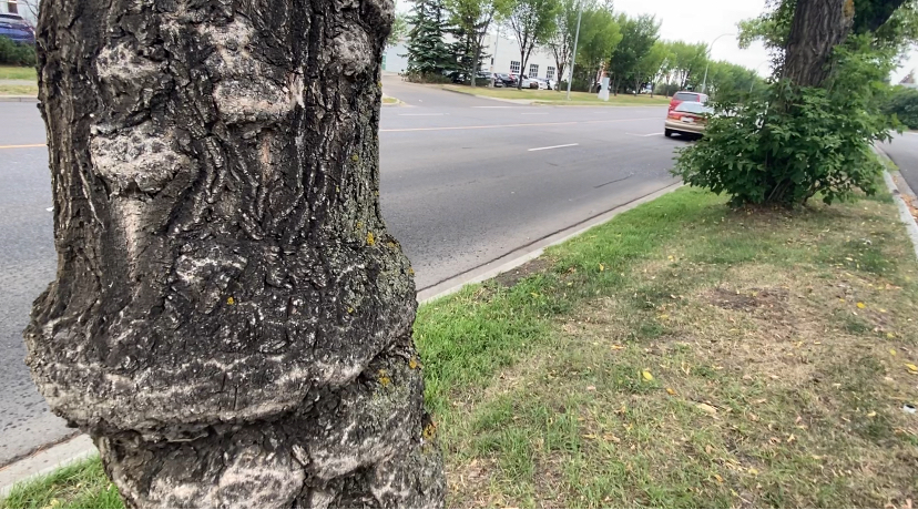 Dutch Elm disease confirmed in Edmonton