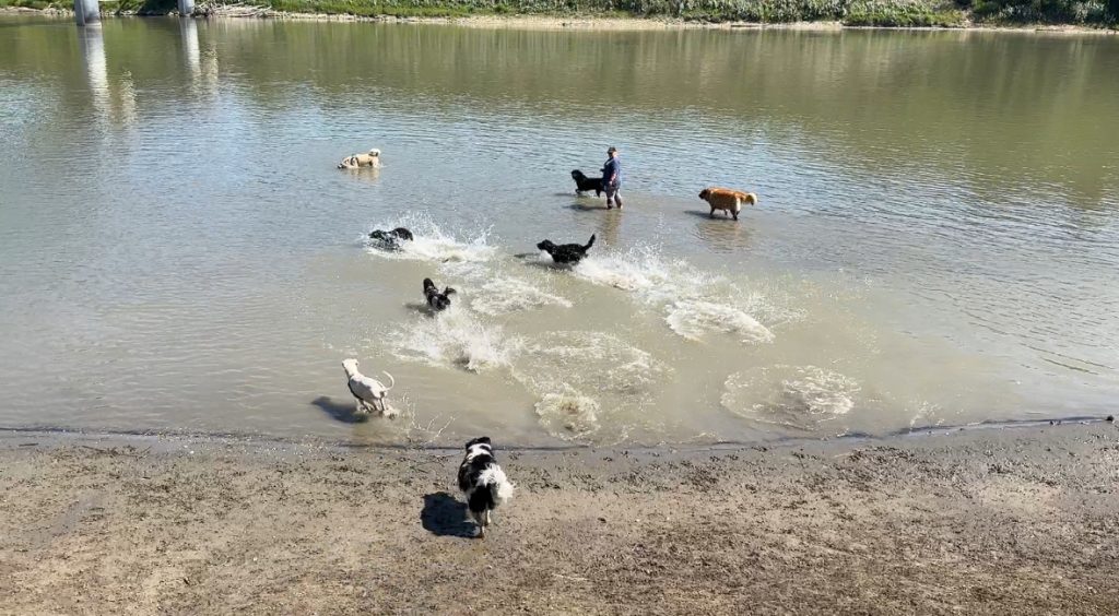 Pet owners try to help furry friends during Alberta heat wave