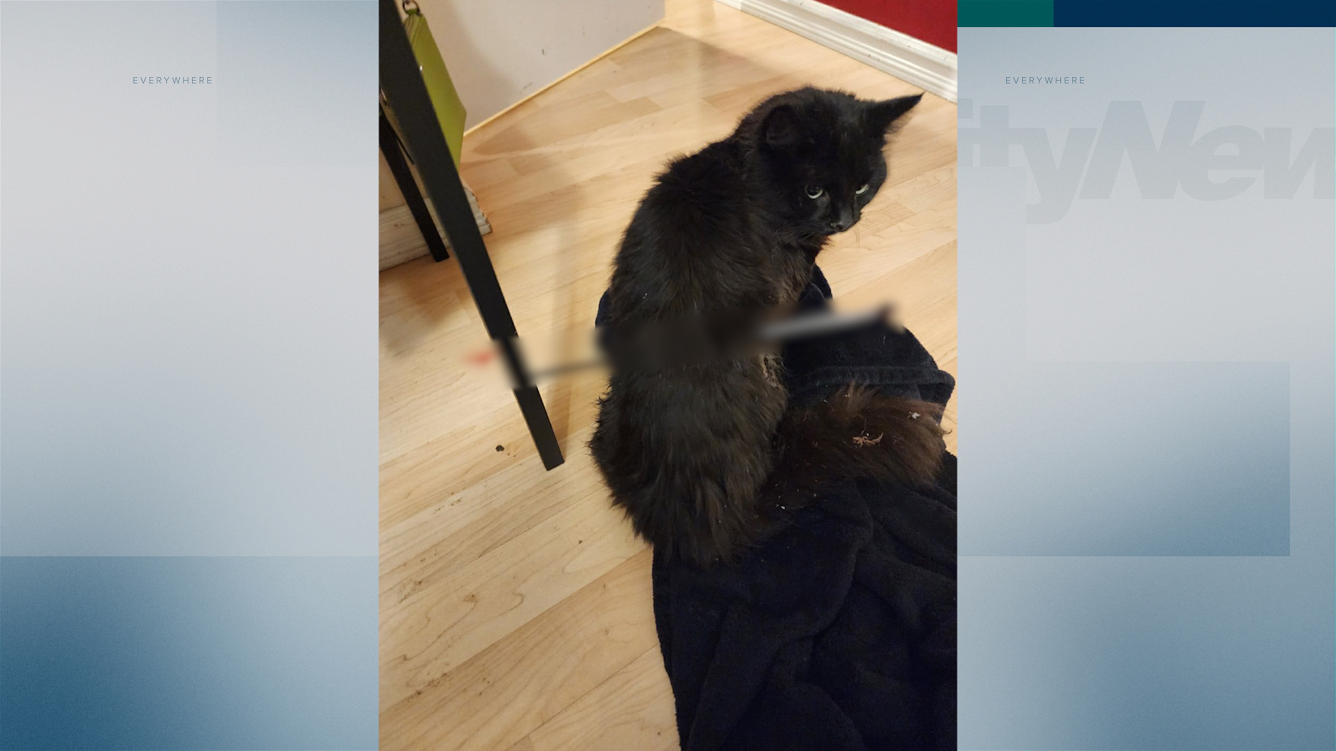 Cat shot with arrow in Edmonton CityNews Edmonton