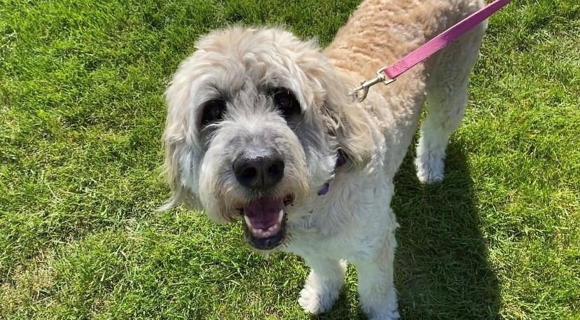 Pets in the Park