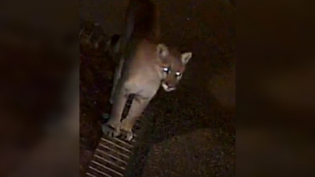 Cougar spotted in Lloydminster