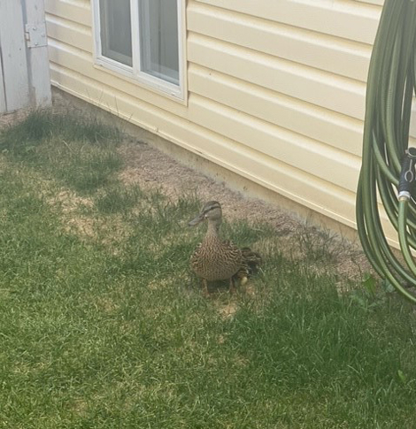 RCMP quack the case and save ducklings