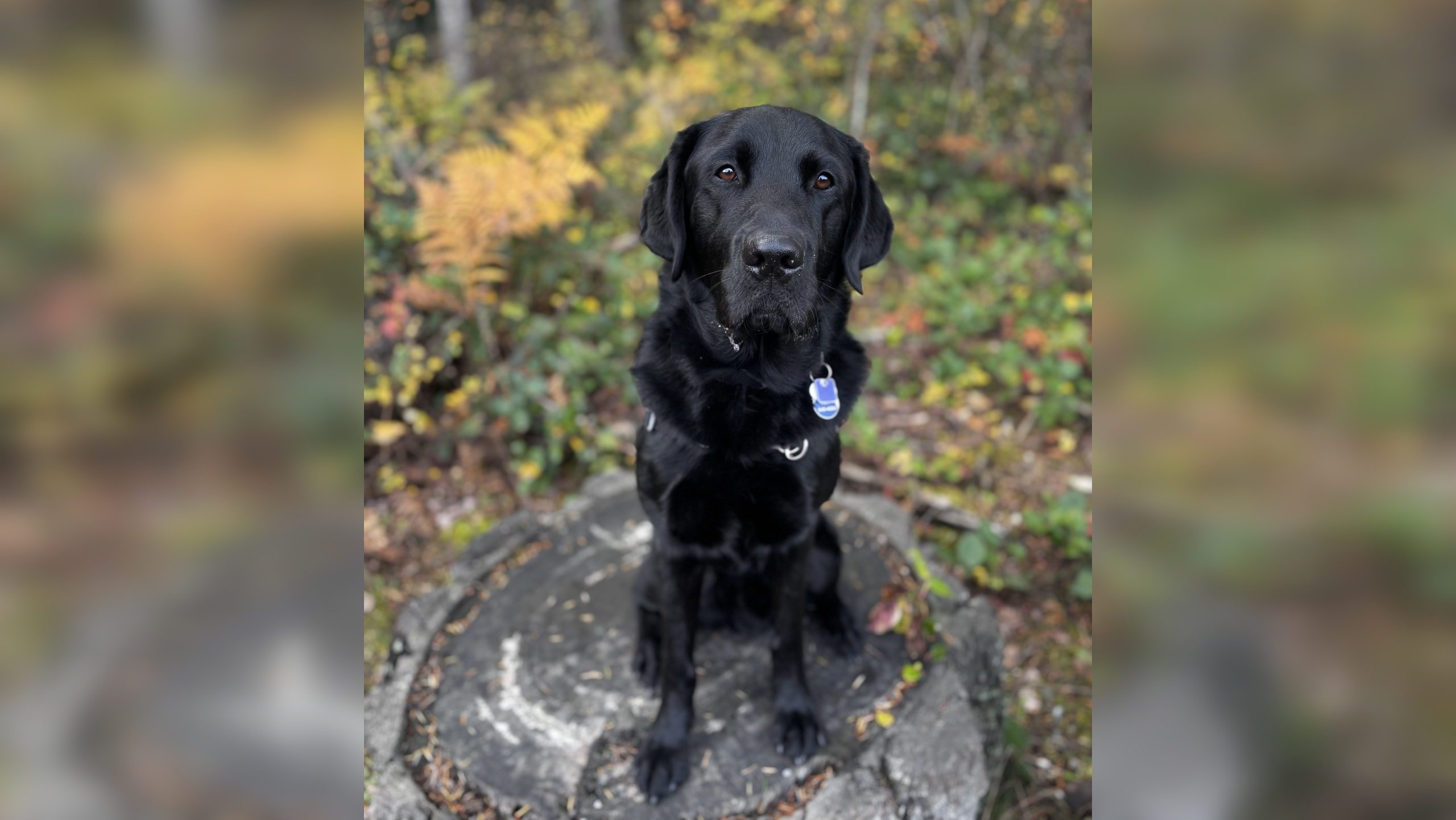 Edmonton police unveil first dog aimed to help employees through mental health challenges Edmonton police unveil first dog aimed to help employees through mental health challenges