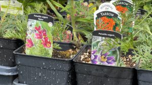 Campaign to encourage Edmontonians to replace front lawns with a garden