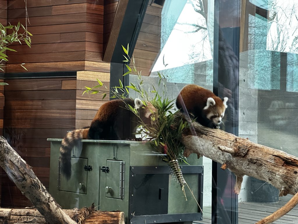 Two un-bear-ably cute red pandas are introduced to Edmonton Valley Zoo